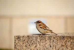 Sortie matinale pour écouter les oiseaux @ Wissembourg