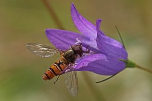 Les insectes autour de nous @ Grange aux Dîmes de Wissembourg